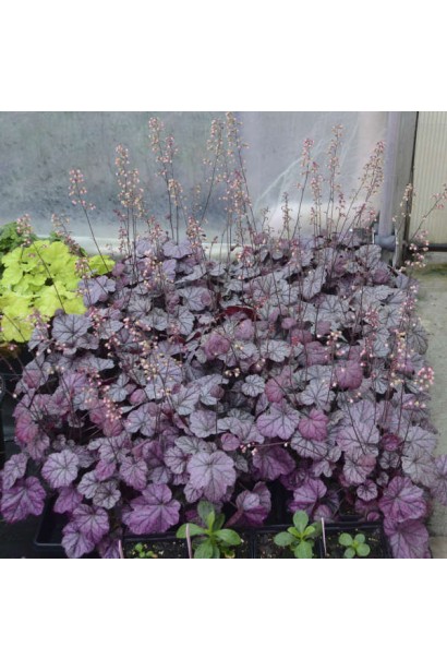 Heuchera Роуз Кварц у тіньовому квітнику